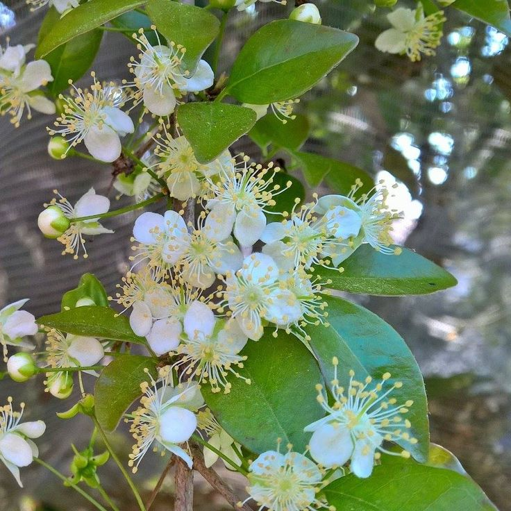 Красивая во время цветения.
