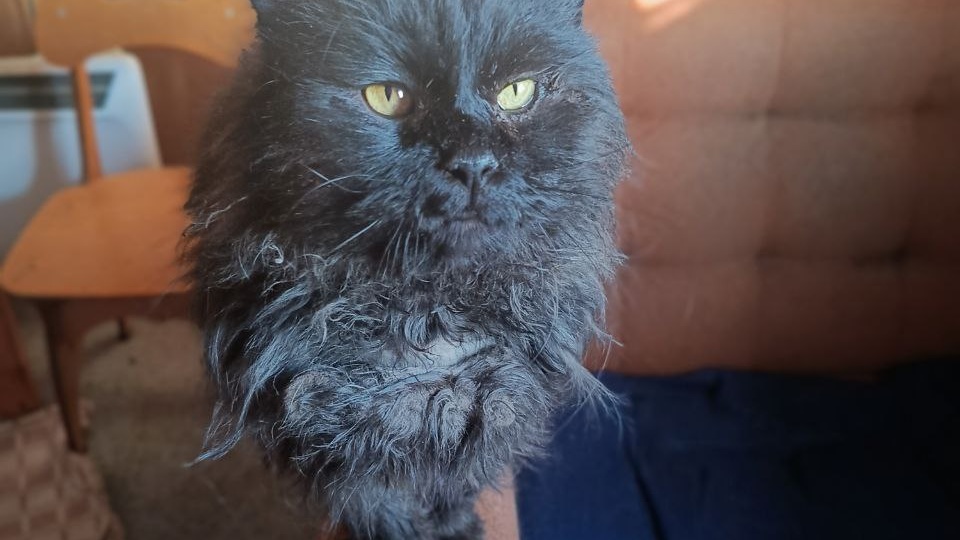 🆘 SOS! Кот в клее…