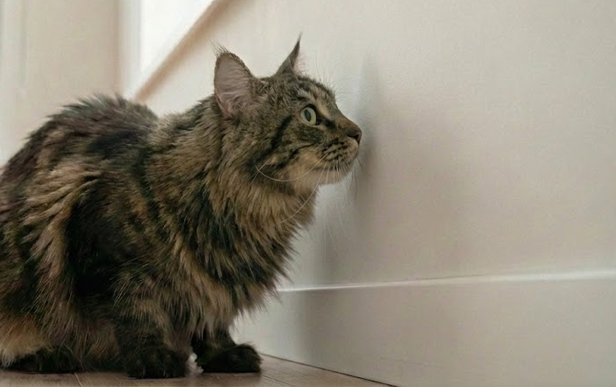 Почему кошка считает пустую стену интересной и пялится в нее не отворачивая взгляда / Изображение: AlphaPet