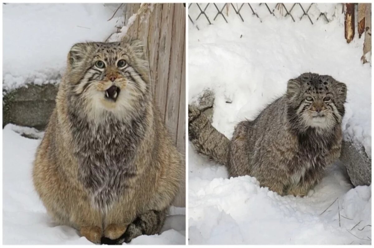    «Их знали даже в Китае».