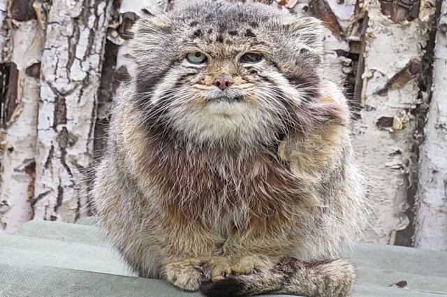   Манулу по имени Караганда было около 15 лет. Фото: Личный aрxив/ Анна Новикова