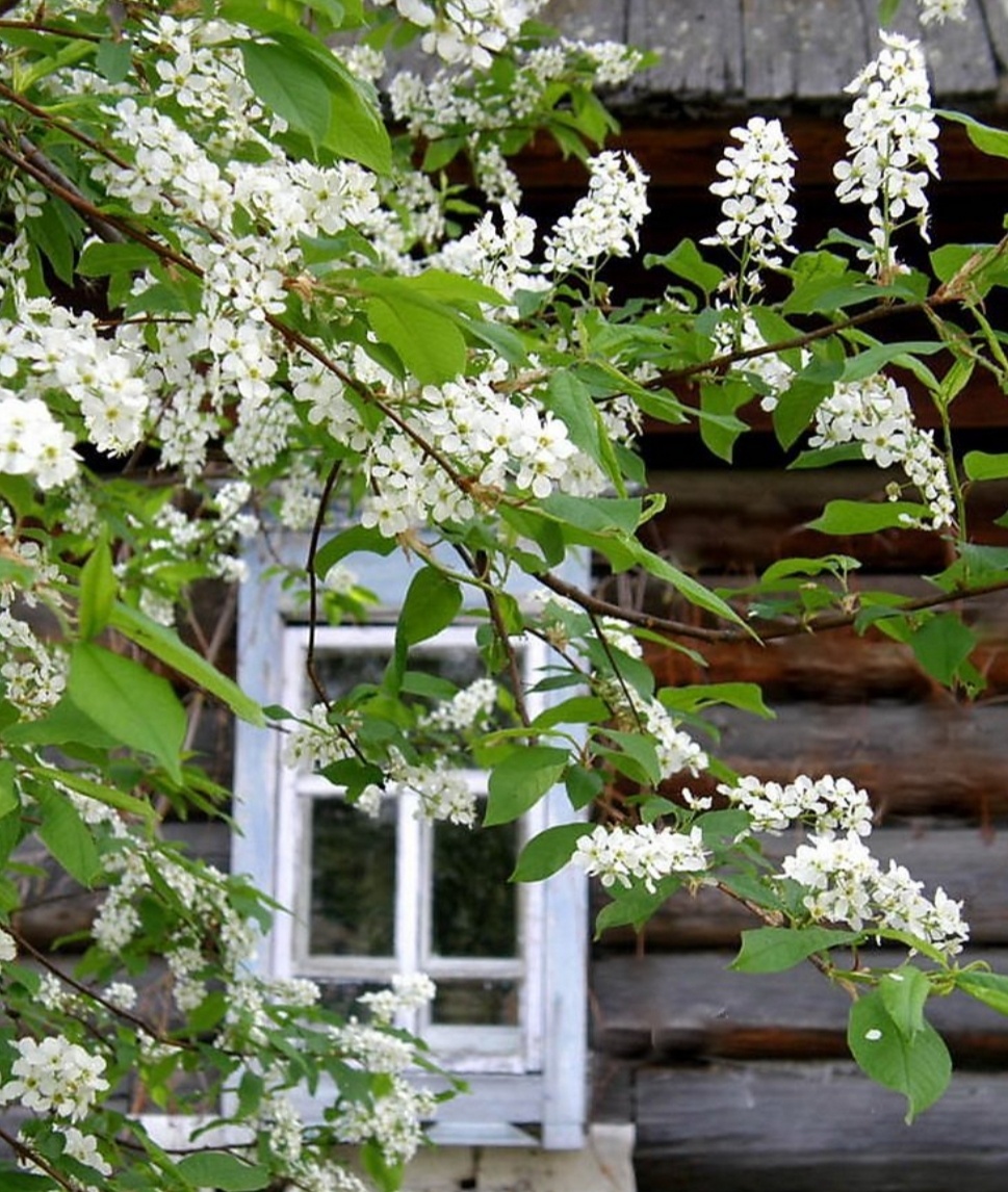 Вот оно, это дерево!