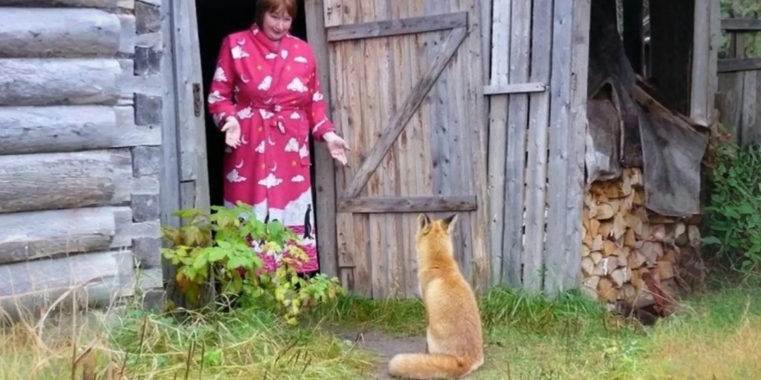 Баба Анна спасла лису. А что произошло дальше поразило всех до глубины души