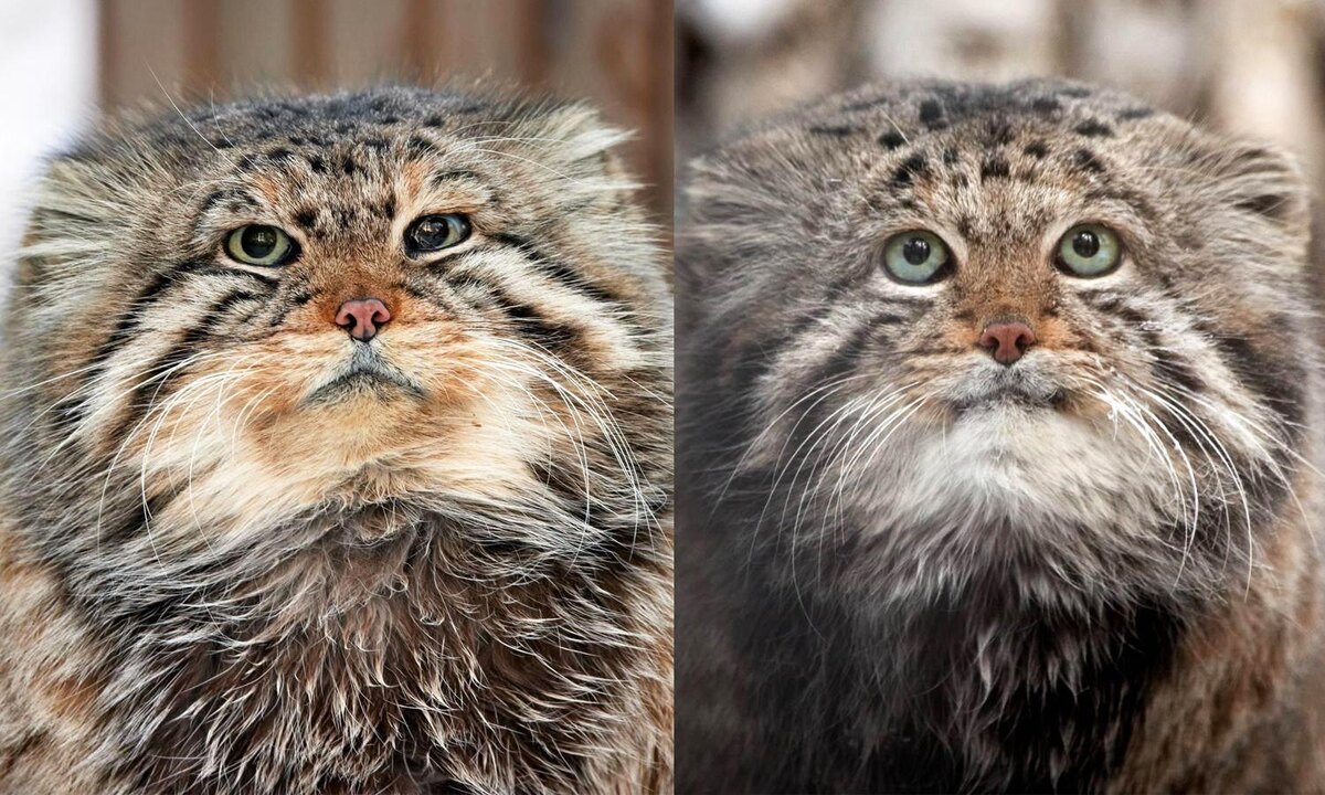 Манулы Зеленогорск (слева) и Караганда из Новосибирского зоопарка, фото:Новосибирский зоопарк им. Шило