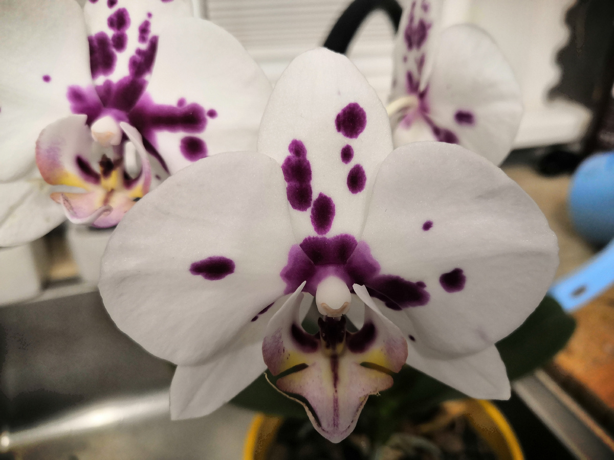 Это светлая красотка