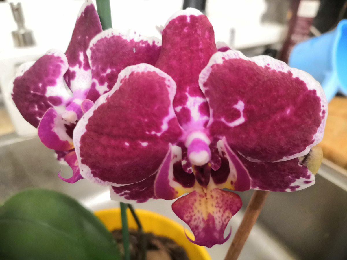 Это тёмная красотка