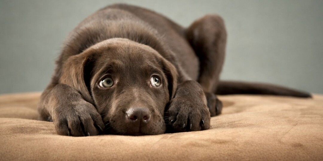 5 способов помочь вашей тревожной собаке стать увереннее в себе