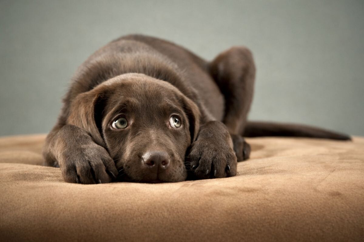 Тревожная собака