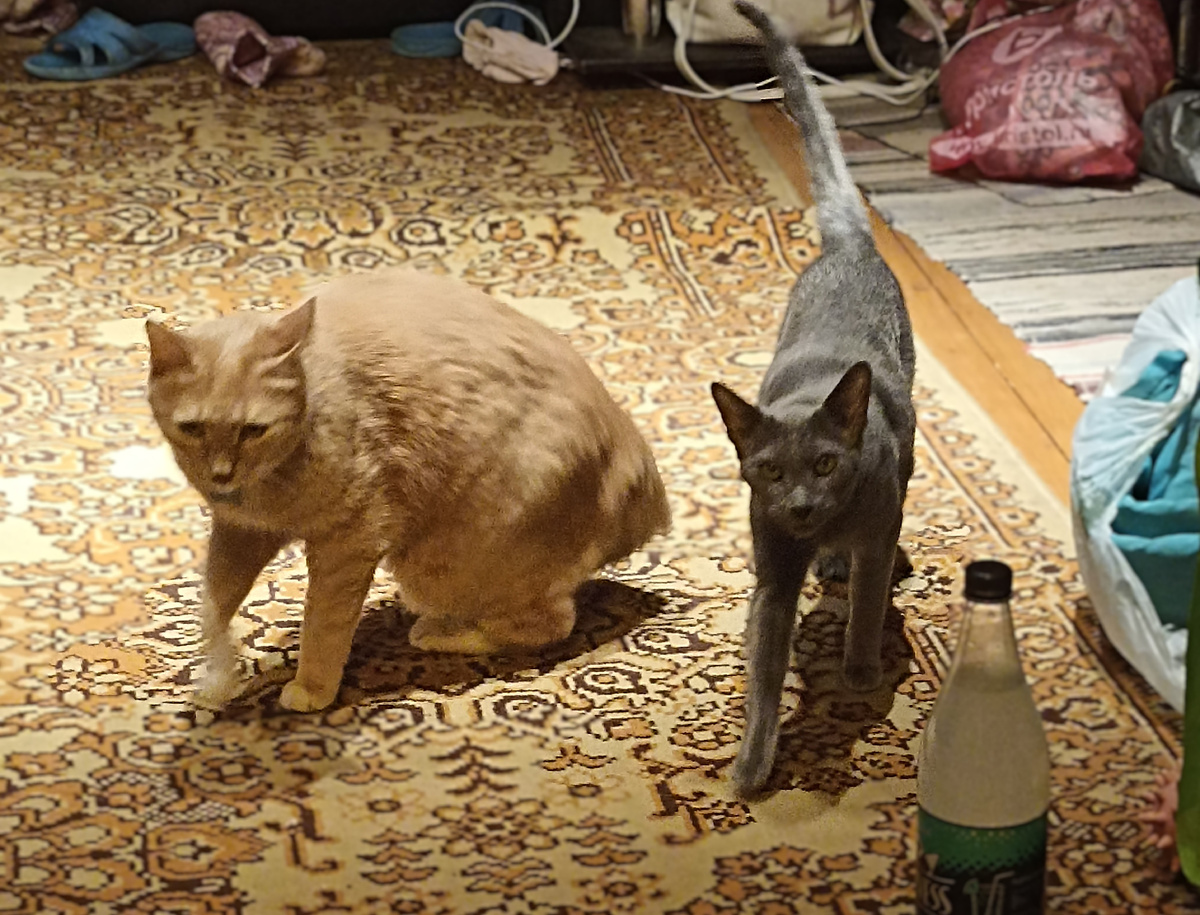 Семки есть? А если найдем?