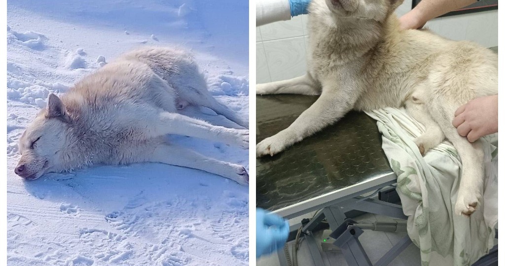 Нелюди: волонтеры рассказали, как спасают подстреленного и брошенного на морозе пса