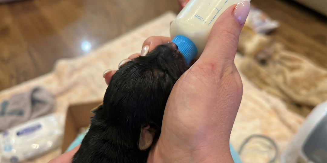 Пошли погулять с питомцами, а нашли 8 бедствующих малышей и получили уважение миллионов