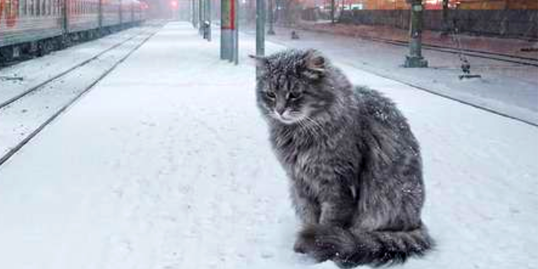 Домашний кот сбежал на перроне и 10 дней жил на морозе. Хозяин не дождался и уехал без него