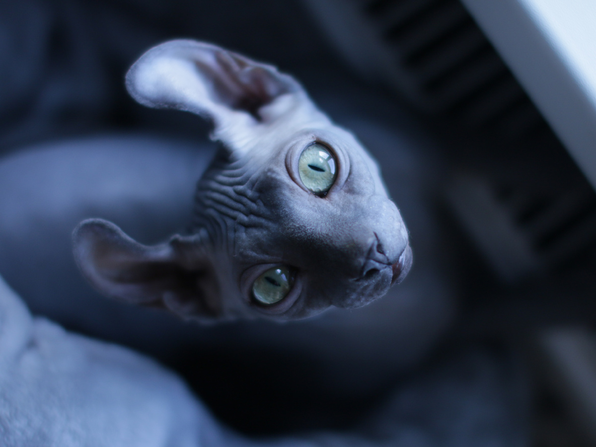 Ушки Эль всегда на чеку и мгновенно срабатывают на все, что связано с кормом