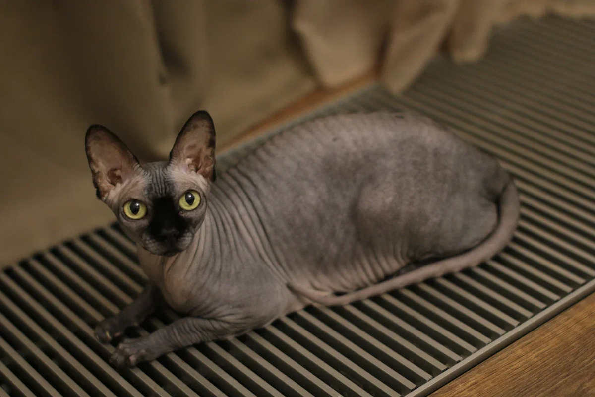 Ухо сфинкса — одна из инженерных гениальностей природы