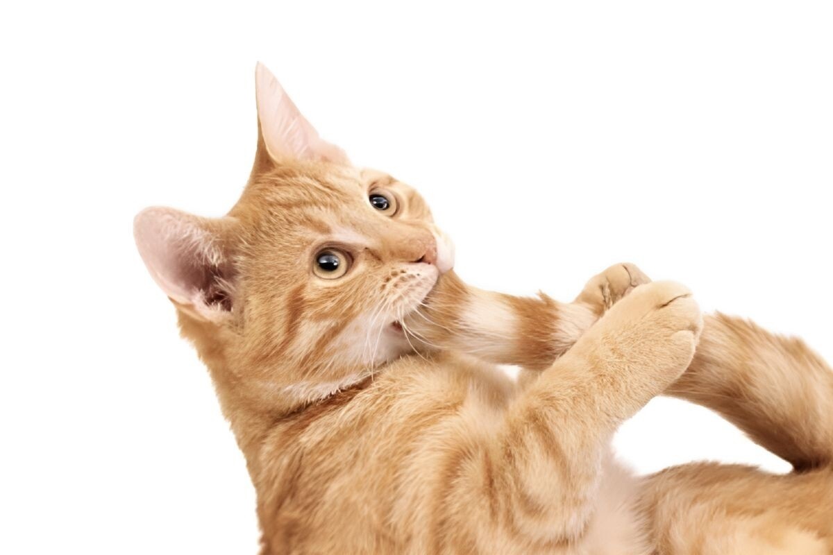 Фото с сайта: https://dzen.ru/a/Z5YJZdhPIUmclX7d