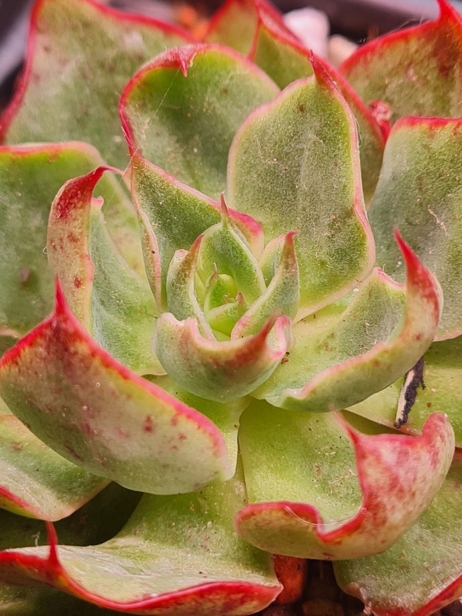 Первый ризнак нападения паутинного клеща, тонкие паутинки, между листьев, на фото хорошо видны. Sunny kid | Succulent