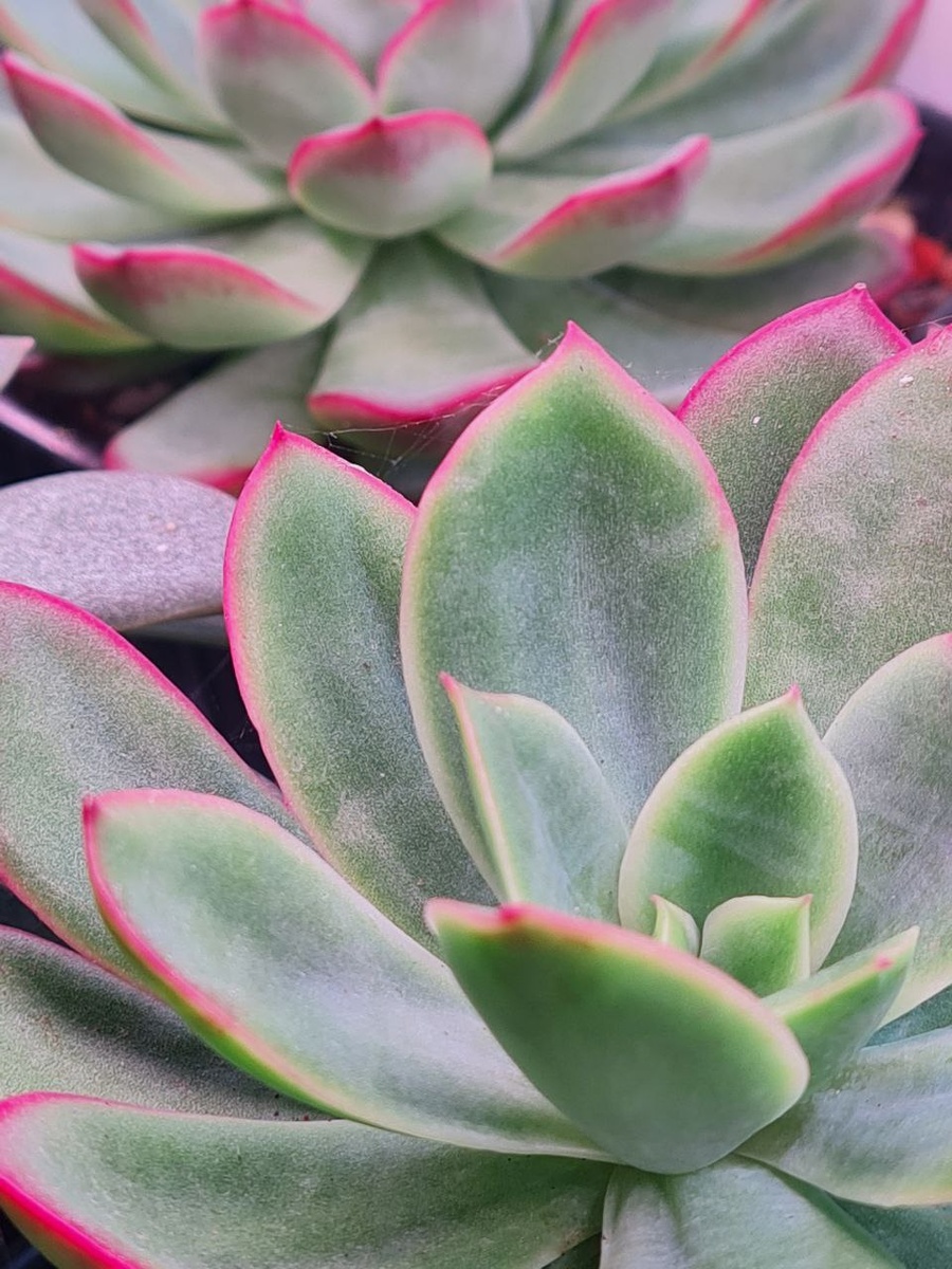 Первый ризнак нападения паутинного клеща, тонкие паутинки, между листьев, на фото хорошо видны. Sunny kid | Succulent