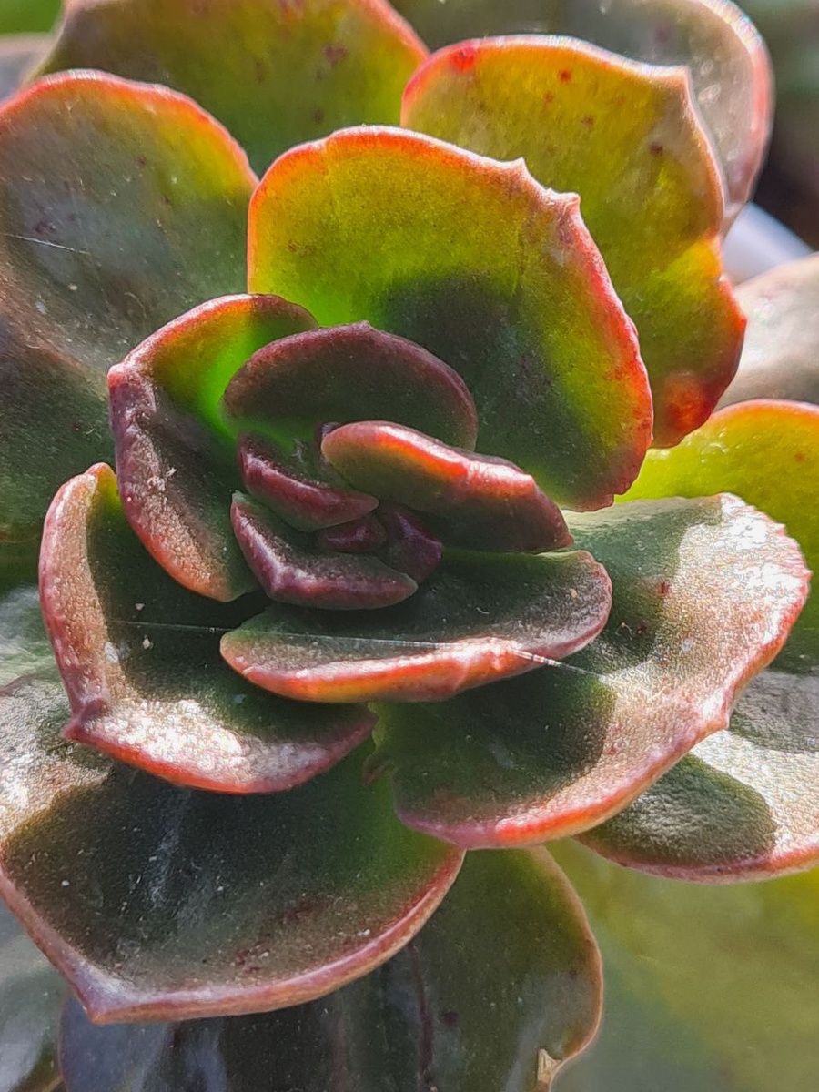 Первый ризнак нападения паутинного клеща, тонкие паутинки, между листьев, на фото хорошо видны. Sunny kid | Succulent