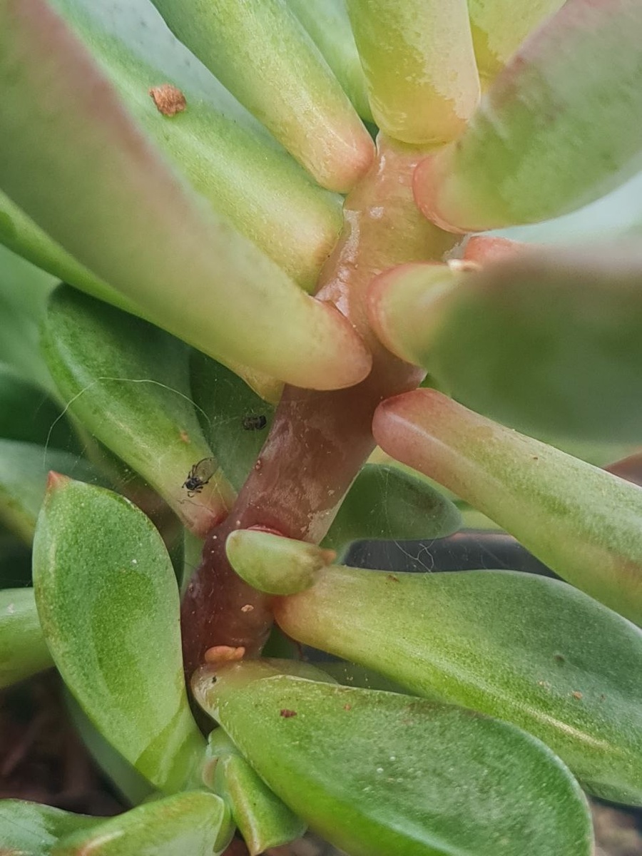 Паутинный клещ на суккулентах. Sunny kid | Succulent
