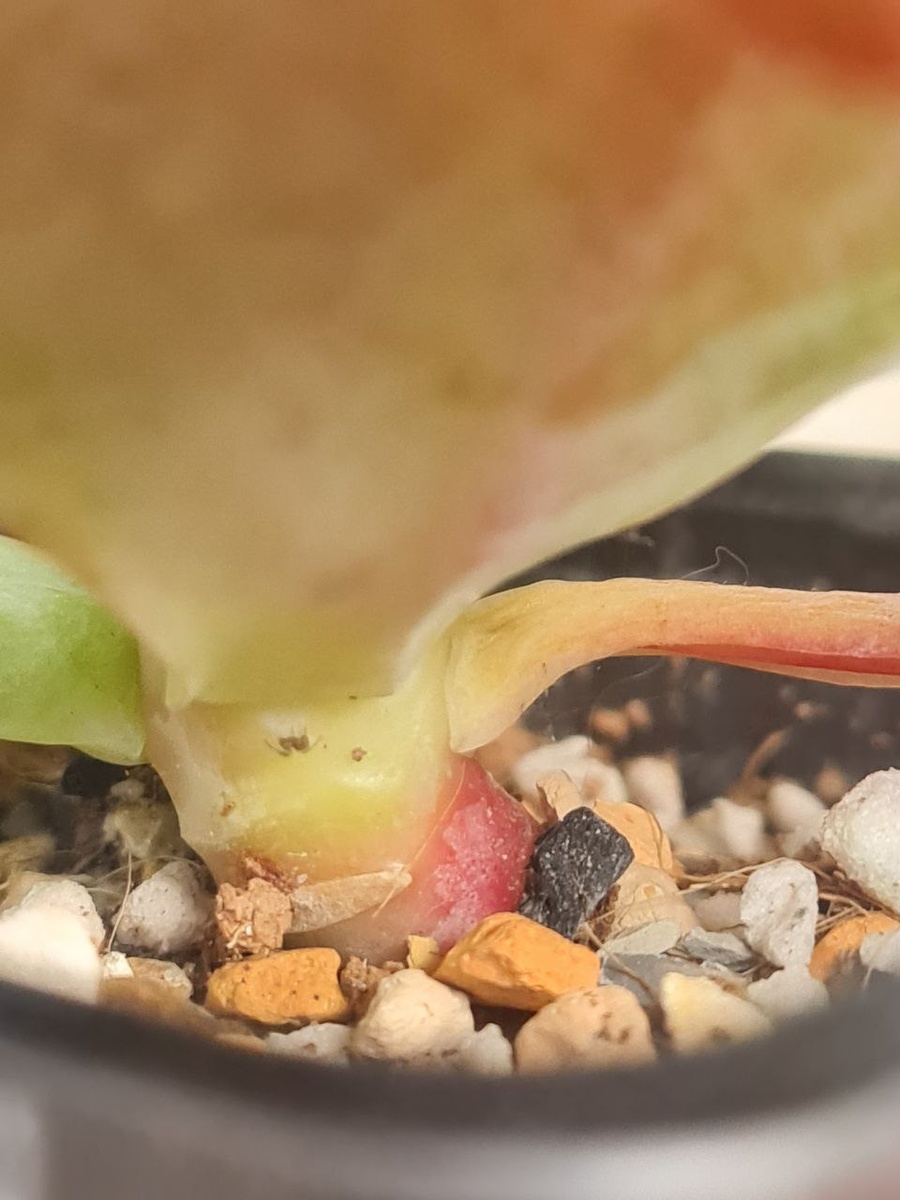 Паутинный клещ на суккулентах. Sunny kid | Succulent