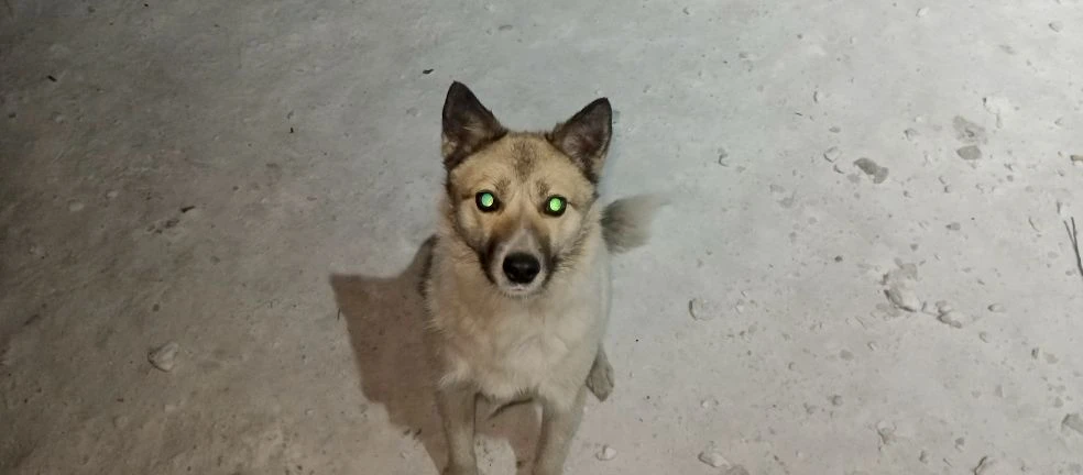 Столбик Маша