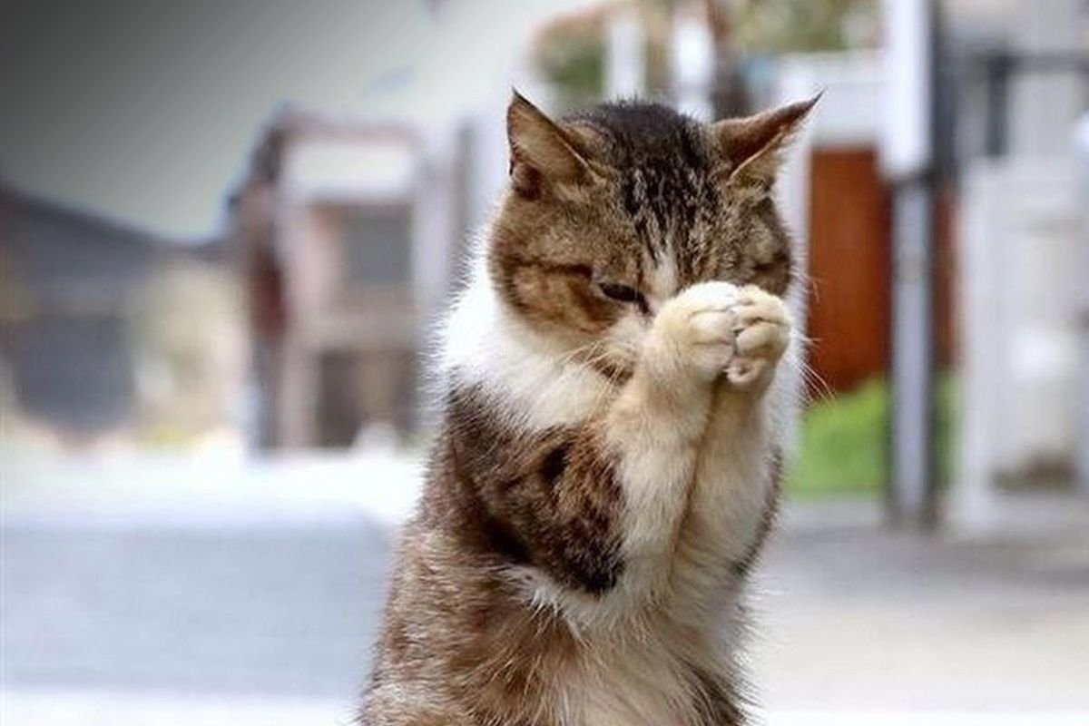 Фото с сайта: https://toffana.ru/kot/molitsya