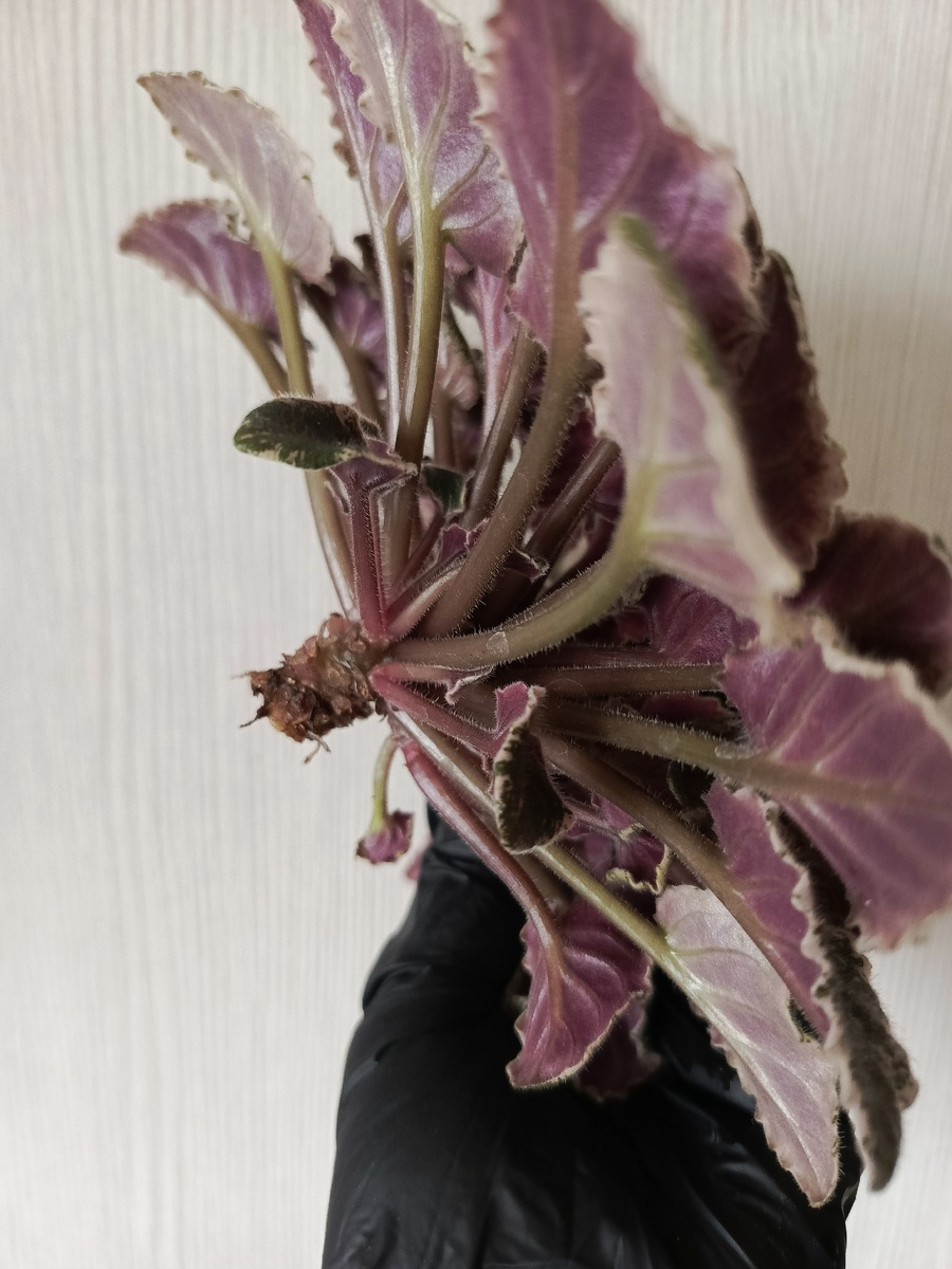 Удаляем старые корни фиалки, цветоносы и нижние листья