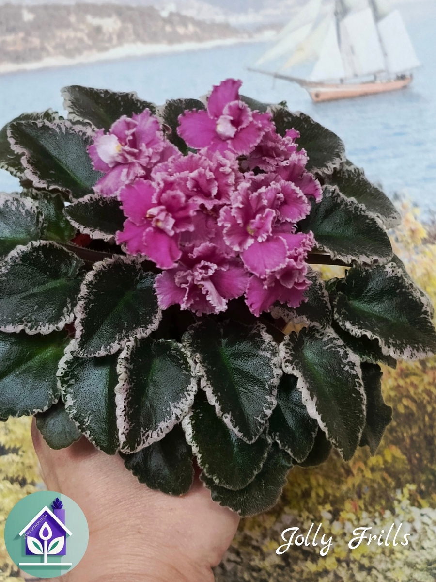 Взрослая фиалка, которую мы будем переводить на фитильный полив