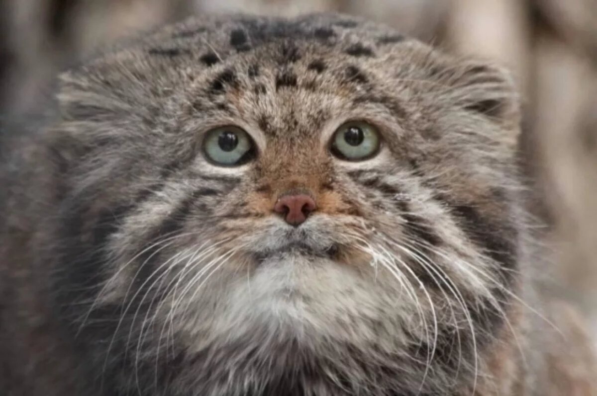    В зоопарке Новосибирска умерли два старейших манула: новости регионов