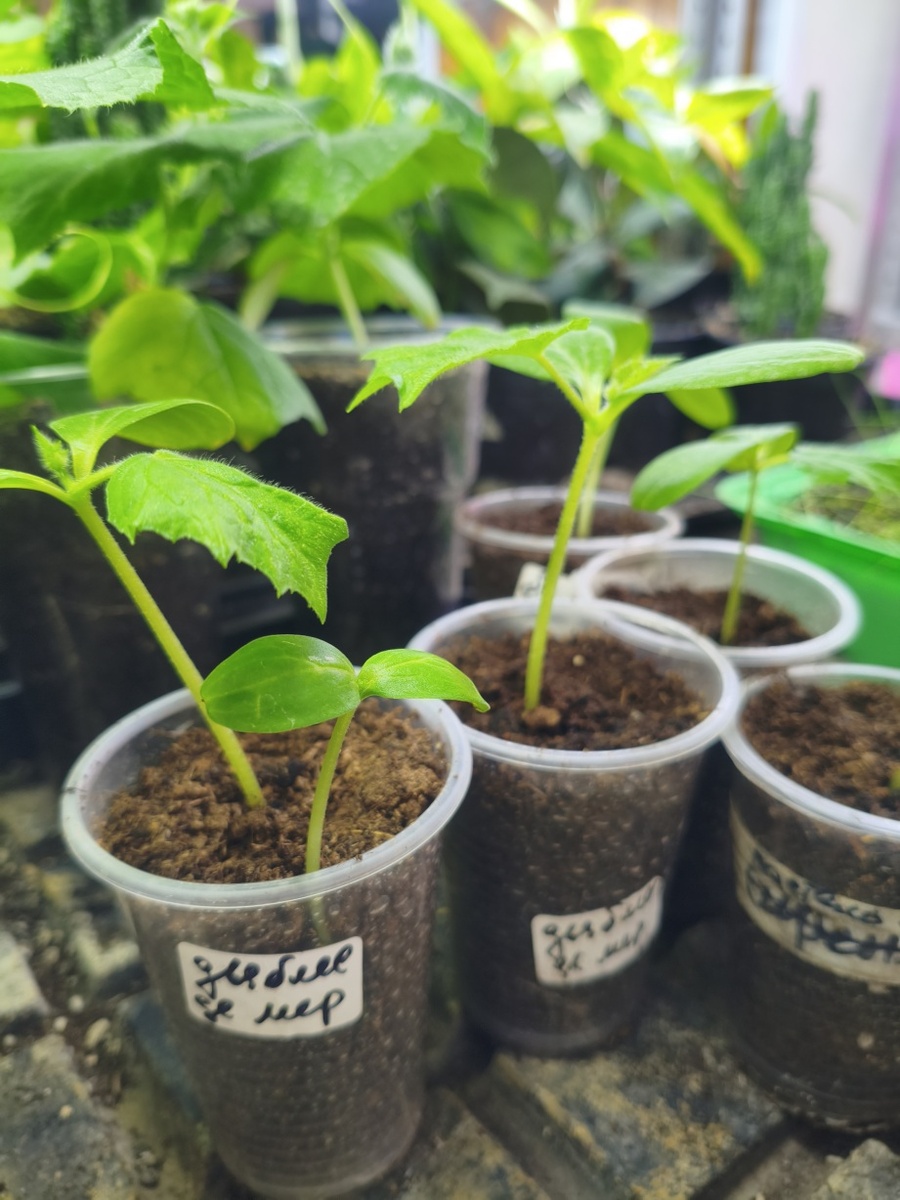 Не смотрите на название, это после черенкования роз остались