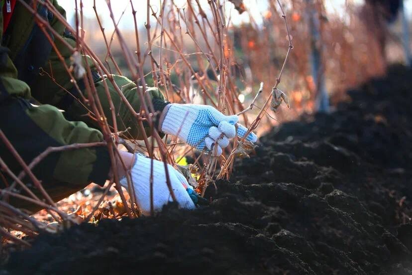 Винодельня Denisov Winery (Самара)