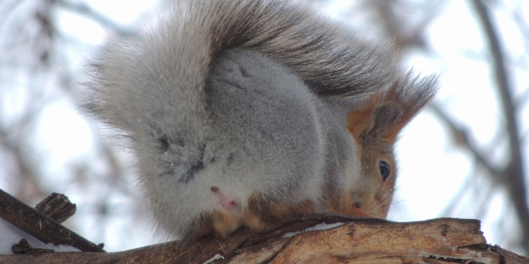 Обидела белочку. Не пищуха. Закон подлости