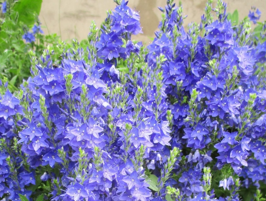 Вероника австрийская