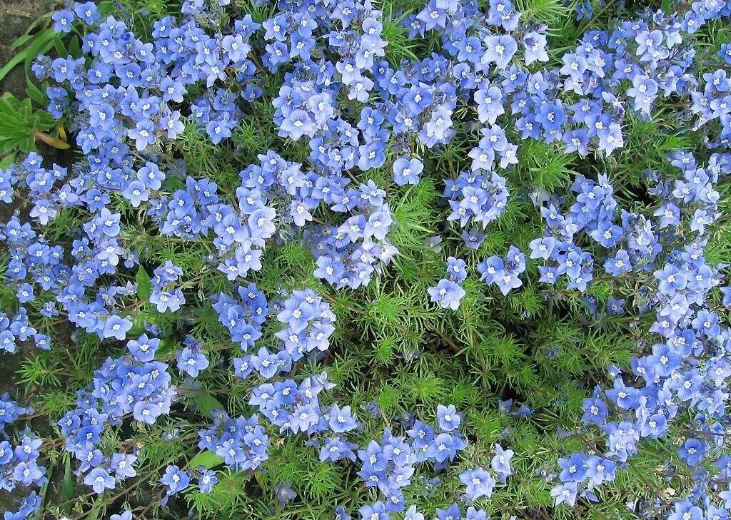 Вероника армянская