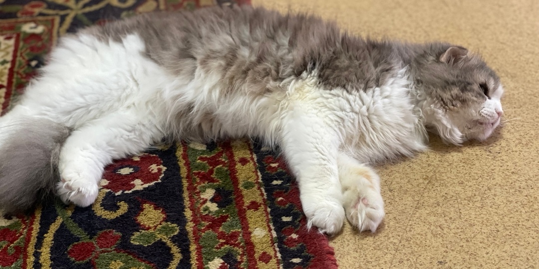 ПОМОГИТЕ СОБРАТЬ ПУШИСТИКУ НА ОПЕРАЦИЮ🙏🙏🙏