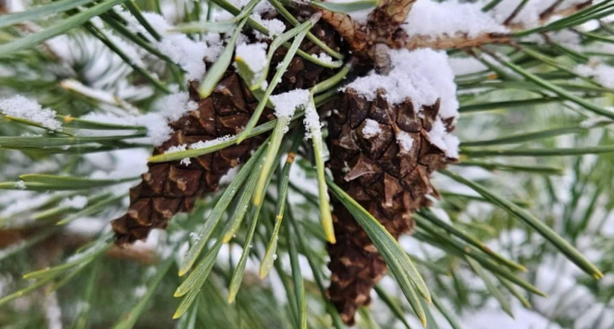    фото Минлесхоза Нижегородской области