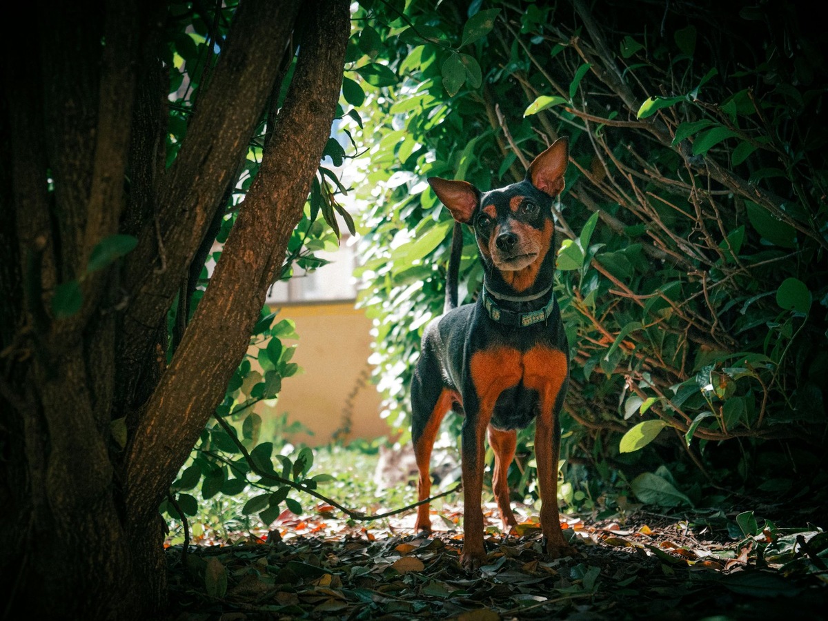    Энергичные и преданные пинчеры — целая группа пород с общими чертами