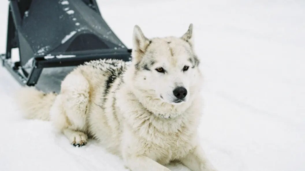    Коллаж ИИ/запрос Царьграда