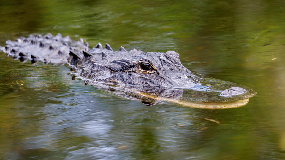     Скормившему девочку крокодилам удалось избежать казни CRISTOBAL HERRERA-ULASHKEVICH/EPA/TASS