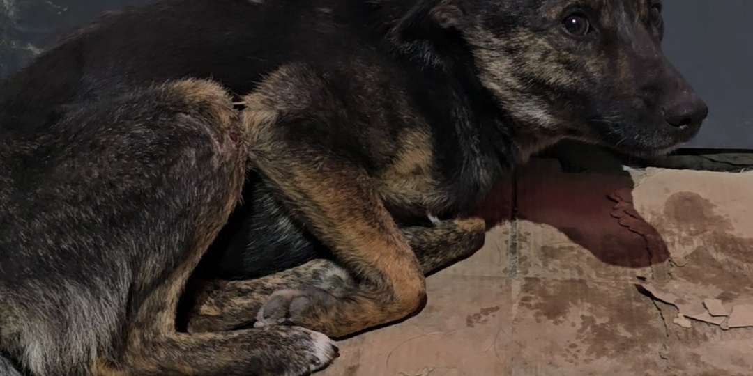 Бусину перед новым годом сбивает машина и так она с дикими болями и переломаным тазом выживает на тонкой картонке у заправки.