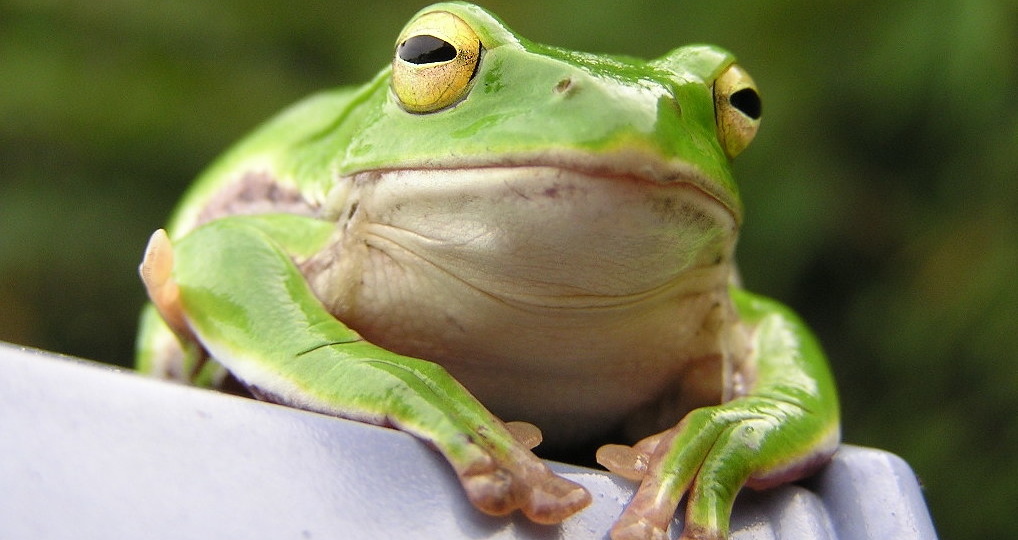 Путь наименьшего сожаления: с какой задачи начинать день?