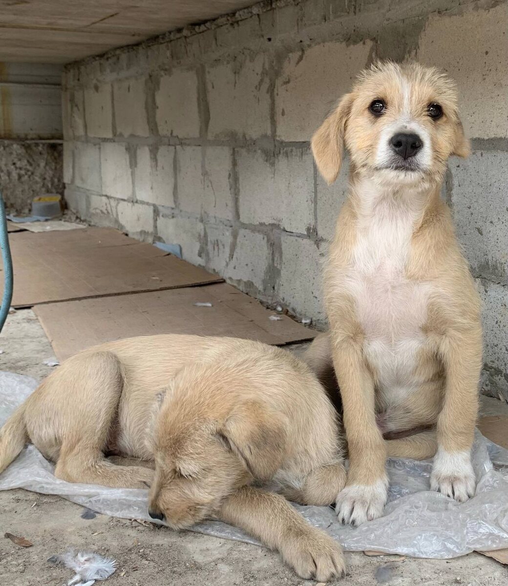 Смартик и братик