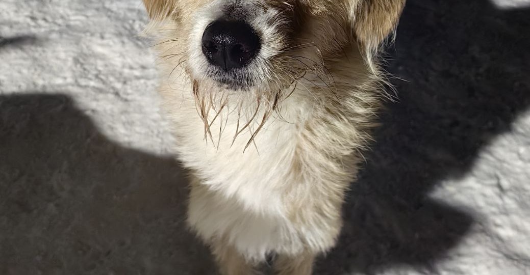 Его хотели съесть... Мужчина даже устроил охоту на щенка...