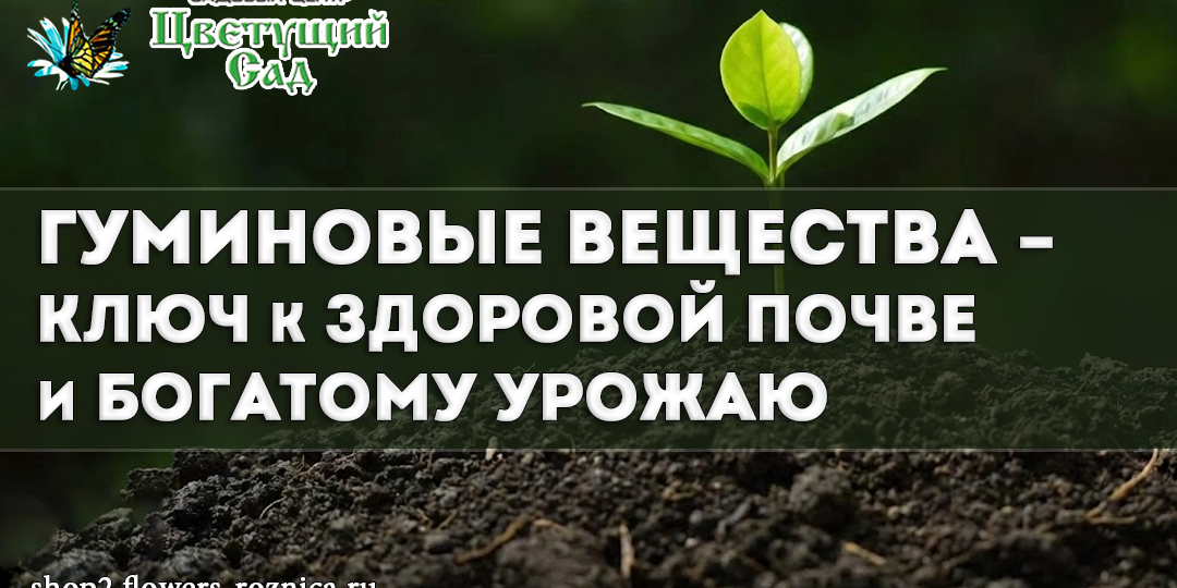Гуминовые вещества – ключ к здоровой почве и богатому урожаю