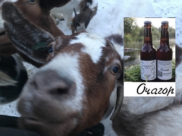 А вчера лисы были, так просто звери … но по пять рублей!