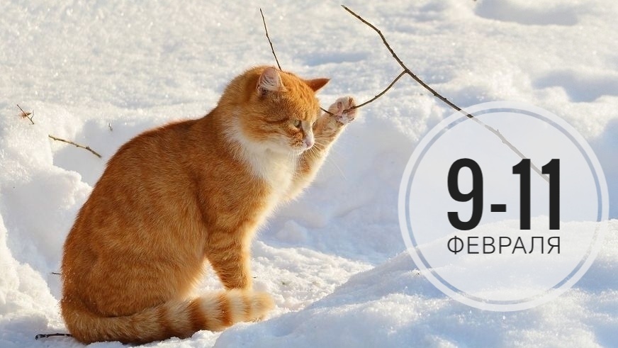 Нумерологический прогноз на 9-11 февраля 2026