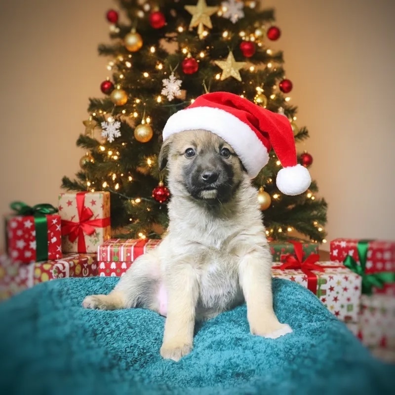 Вот эта крошка уехала в дружную семью. Новогоднее фото с использованием ИИ