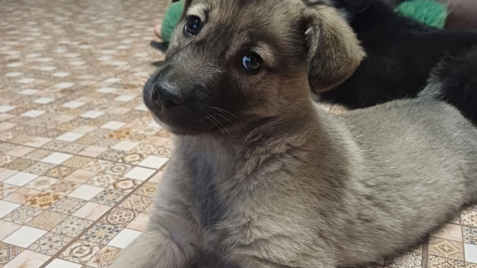 Белкин детский сад и 5 семей за 3 месяца