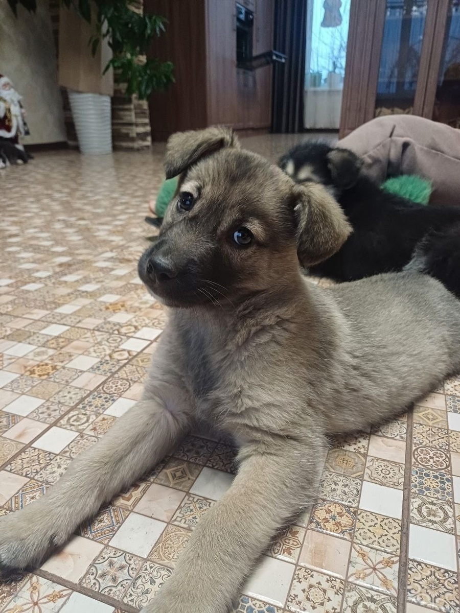 Детвора смотрела на всех с ожиданием. Фото Ольги