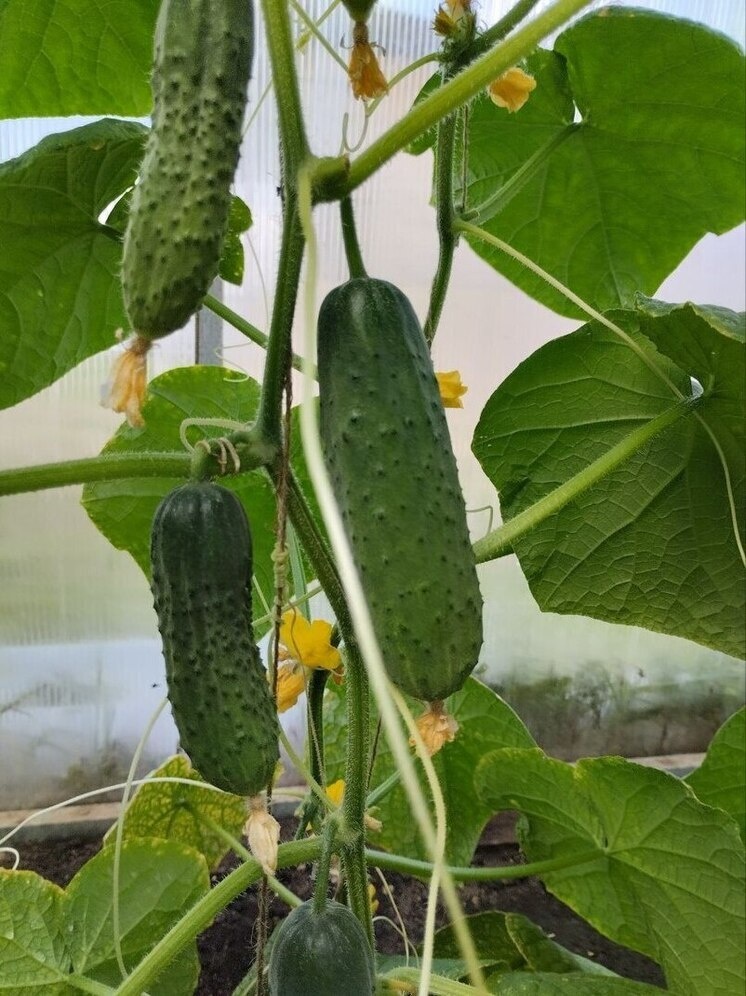     «МК-Иваново»